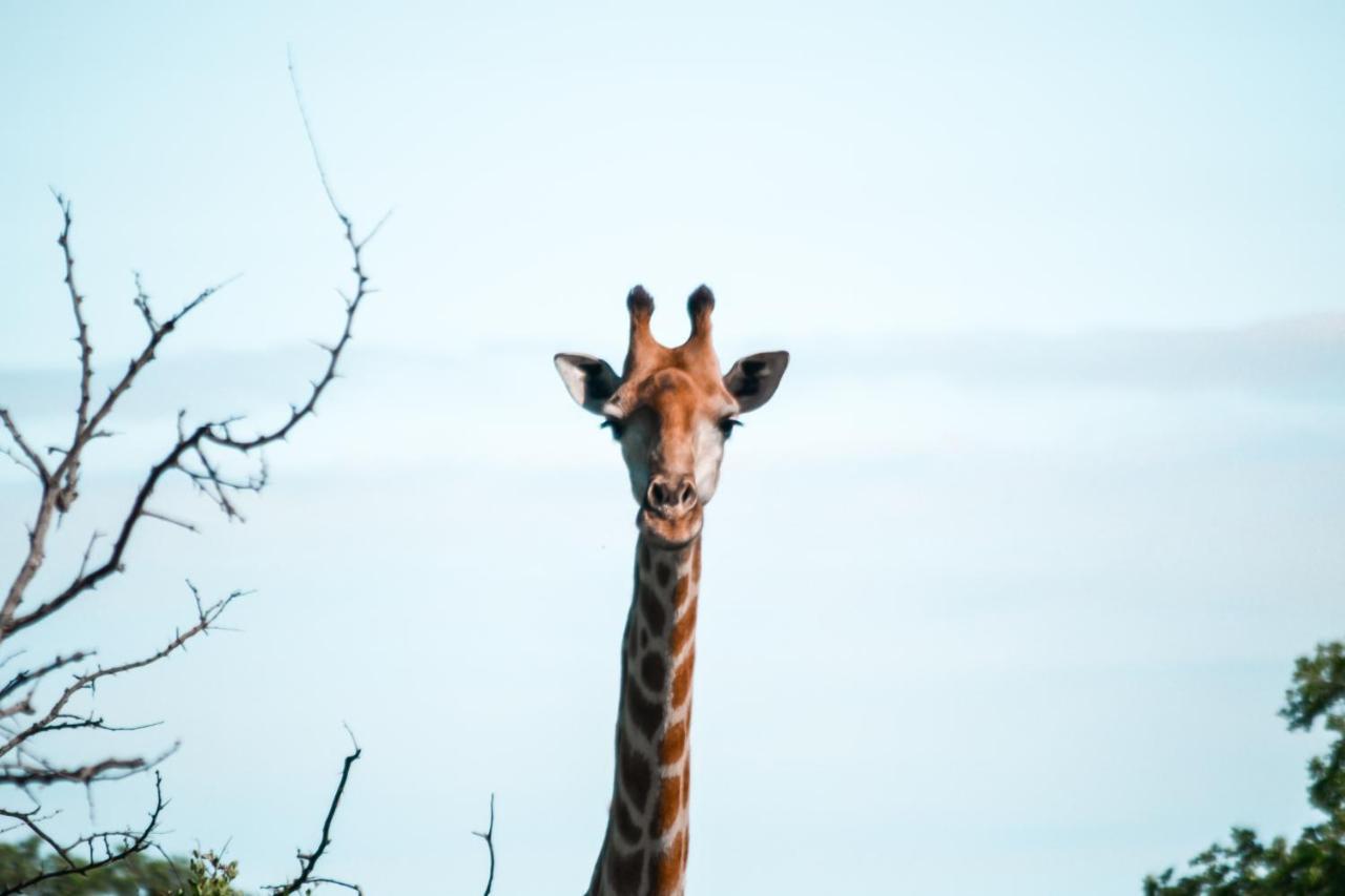 Honeyguide Tented Safari Camp - Khoka Moya Manyeleti Game Reserve Exterior foto