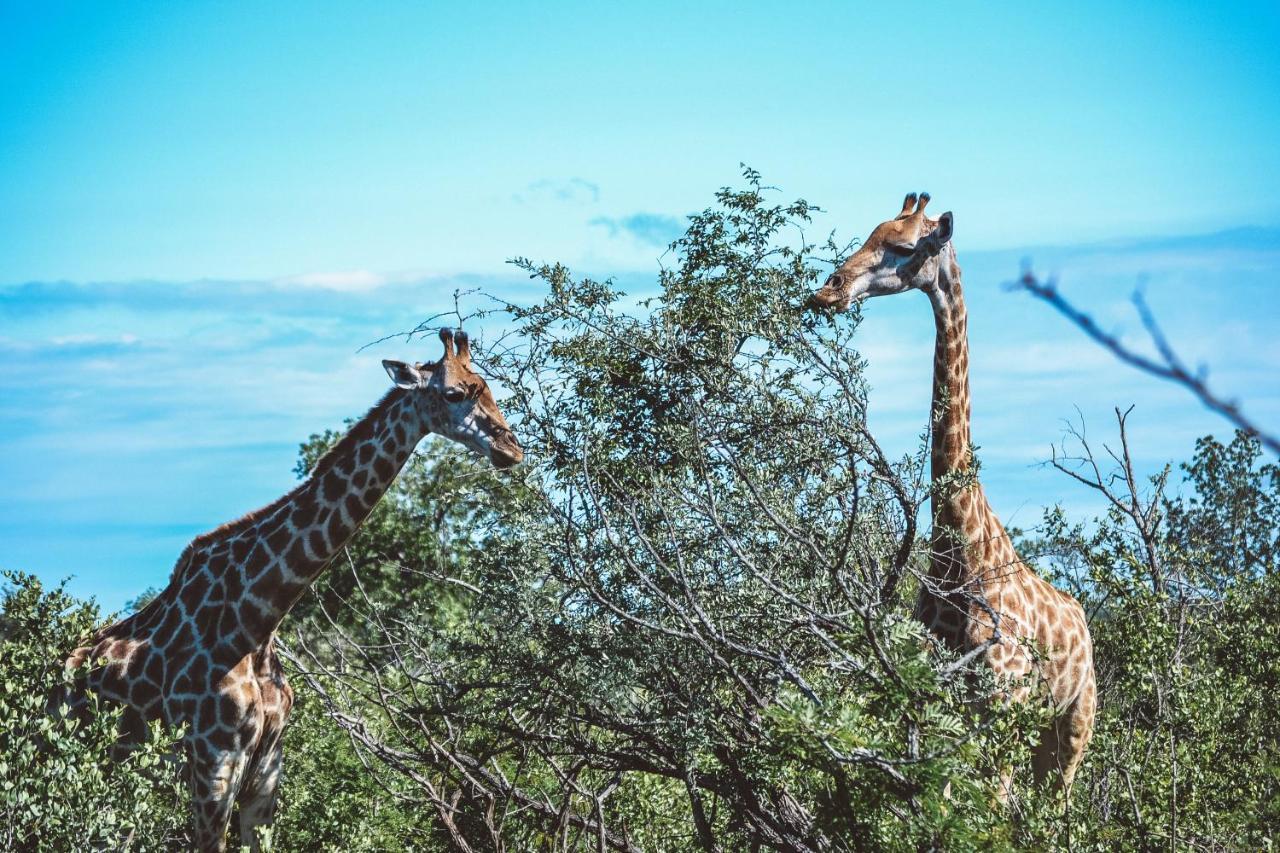 Honeyguide Tented Safari Camp - Khoka Moya Manyeleti Game Reserve Exterior foto